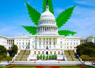 New Pro-Cannabis Bills on the Hill