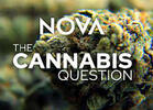 TV Review: PBS/NOVA's 'The Cannabis Question'