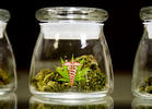 Maryland Approves Medical Marijuana