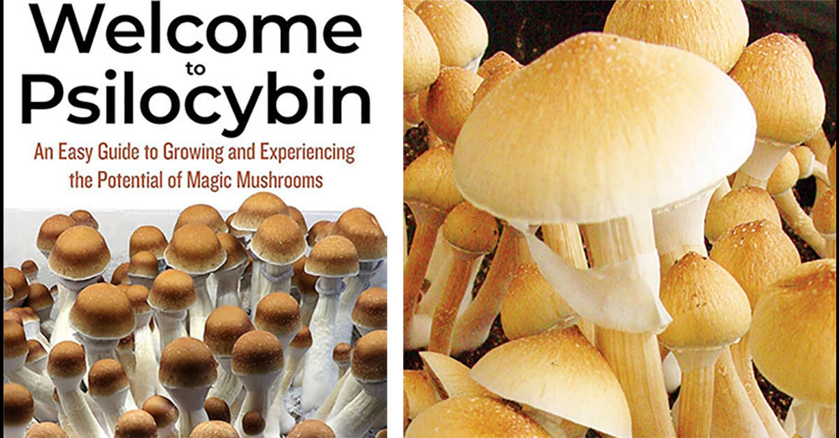 'Welcome To Psilocybin' Excerpt: What To Know About Dosing And ...